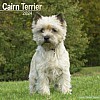 Cairn Terrier Calendar